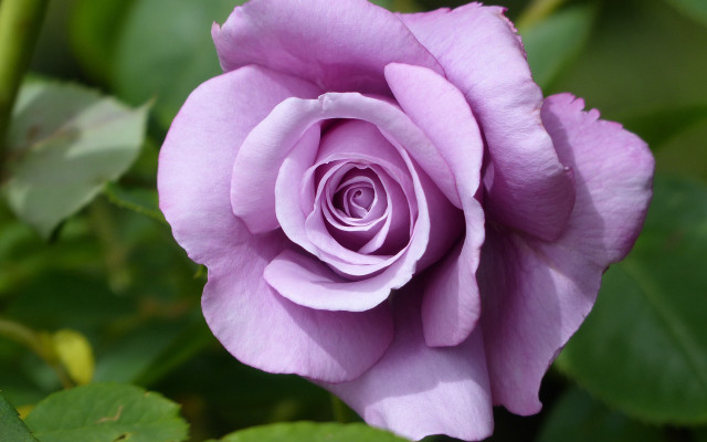 Purple rose garden macro blurry free wallpaper for desktop - medium preview image