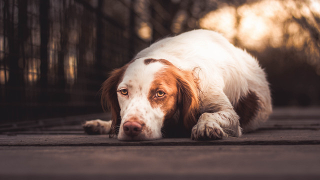 Dog head ground eyes open free wallpaper for desktop - medium preview image