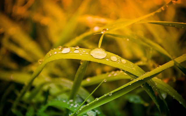 Grass water droplets autumn bokeh free wallpaper for desktop - medium preview image