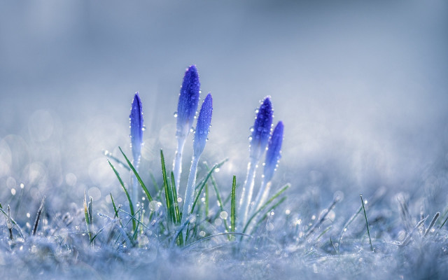 Blue flowers snow drops macro free wallpaper for desktop - medium preview image
