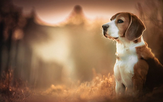 Dog field sunset mountains light free wallpaper for desktop - medium preview image