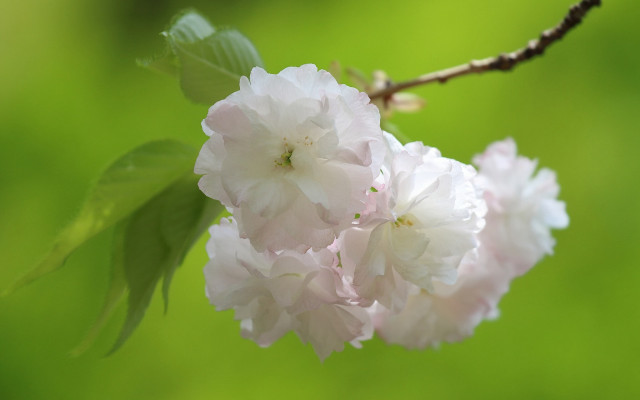 Flower closeup daisy green background free wallpaper for desktop - medium preview image