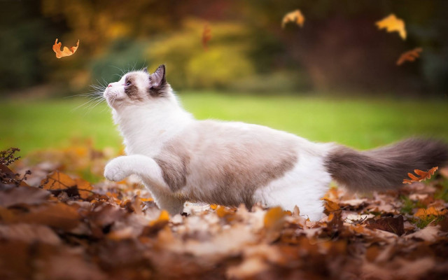 Cat leaves autumn burns fire free wallpaper for desktop - medium preview image