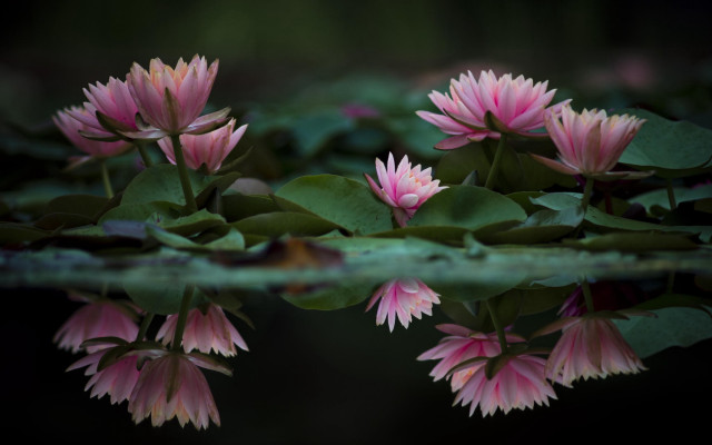 Pink flowers pond lilies macro free wallpaper for desktop - medium preview image