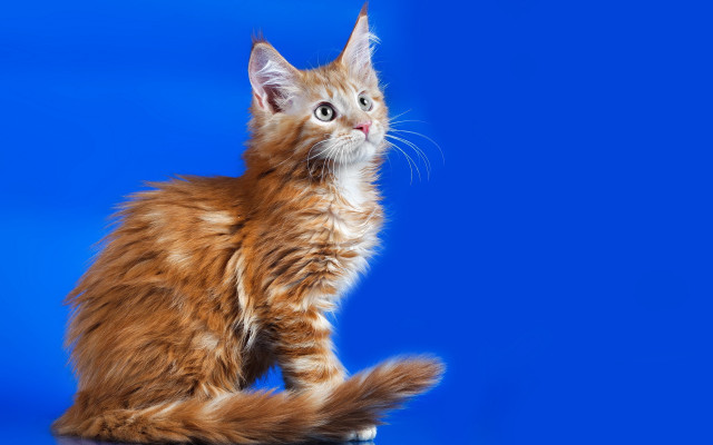 Cat orange blue sky cloud free wallpaper for desktop - medium preview image