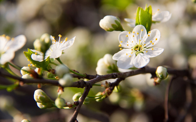 White flower closeup bokeh nature free wallpaper for desktop - medium preview image