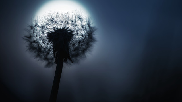 Dandelion moon night forest portrait free wallpaper for desktop - medium preview image