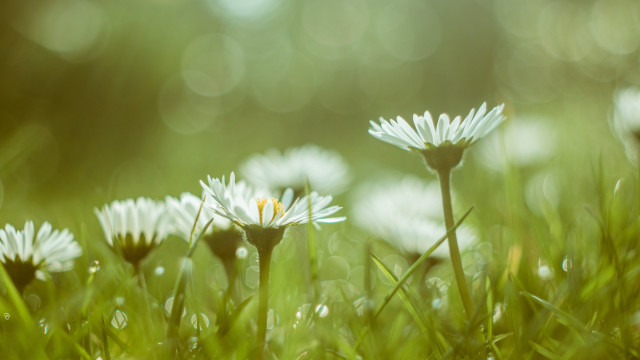White flower closeup bokeh macro free wallpaper for desktop - medium preview image