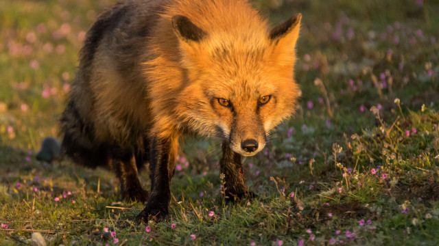 Red fox flowers grass primitivism free wallpaper for desktop - medium preview image