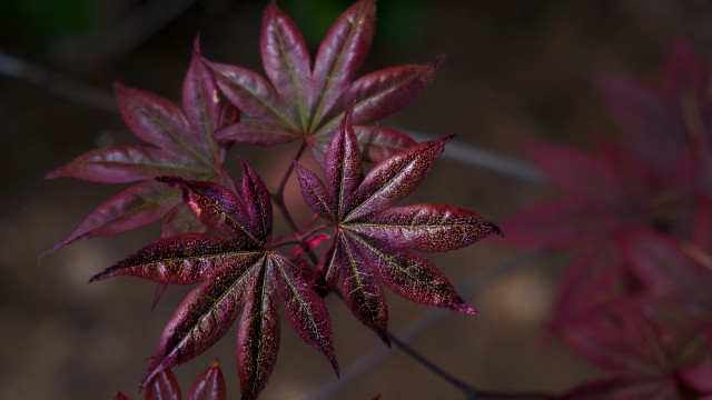 Red leafed plant blurry background free wallpaper for desktop - medium preview image