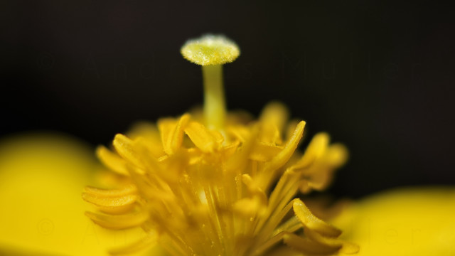 Yellow flower macro art photography free wallpaper for desktop - medium preview image