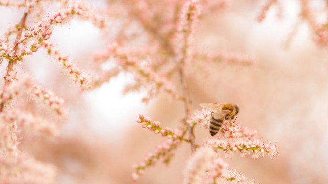 Bee flower tree pink blossoms free wallpaper for desktop - medium preview image