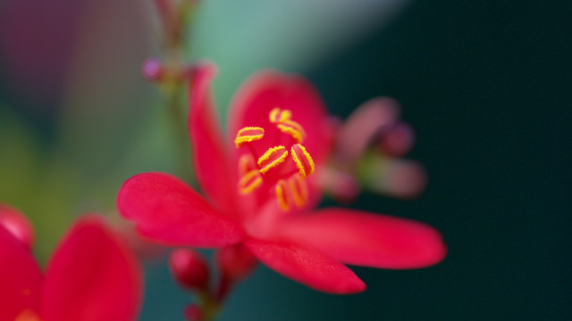 Red flower yellow stamens green #2 free wallpaper for desktop - medium preview image