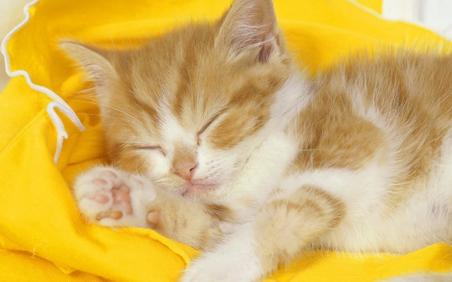Small kitten sleeping yellow blanket free wallpaper for desktop - medium preview image