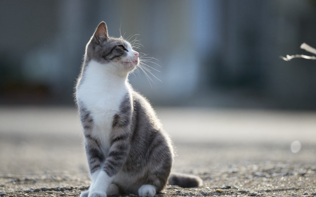 Cat looking up beach sand free wallpaper for desktop - medium preview image