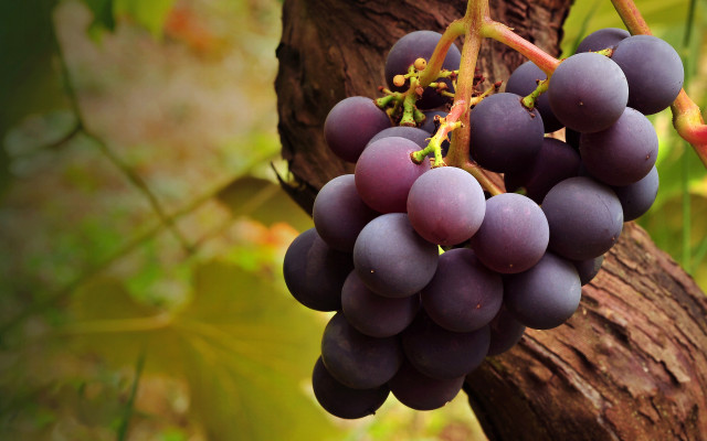 Grapes hanging from tree forest free wallpaper for desktop - medium preview image