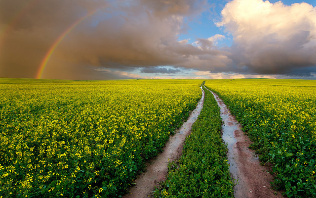 Dirt road field rainbow sky free wallpaper for desktop - medium preview image