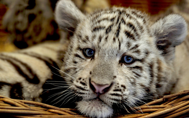 White tiger basket blue eyes free wallpaper for desktop - medium preview image