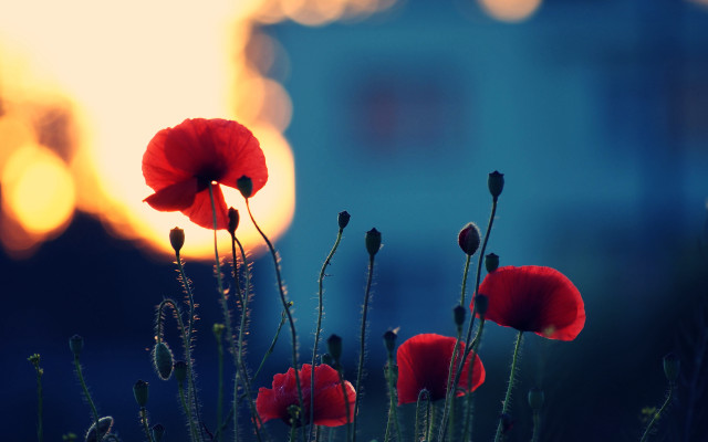 Red flowers field building sunset free wallpaper for desktop - medium preview image