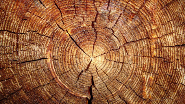 Tree trunk rings ecological art free wallpaper for desktop - medium preview image