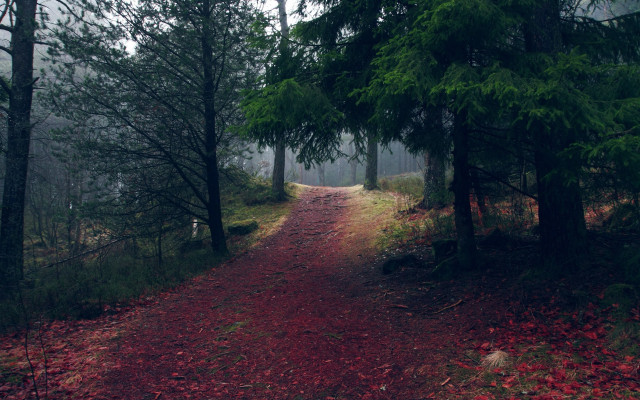 Dirt road forest red path free wallpaper for desktop - medium preview image