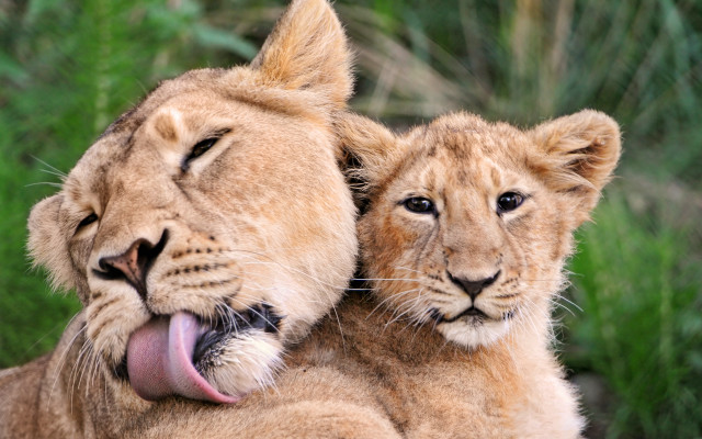 Lions together open mouth wildlife free wallpaper for desktop - medium preview image