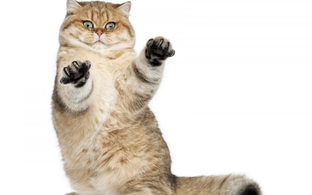 Cat standing hind legs paws free wallpaper for desktop - medium preview image