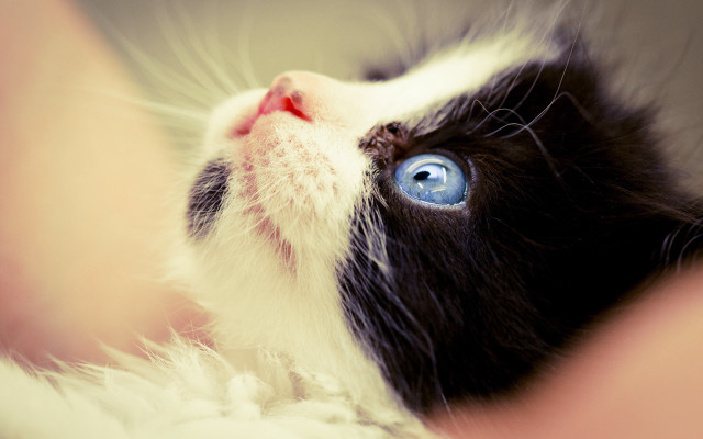 Black white cat blue eyes free wallpaper for desktop - medium preview image