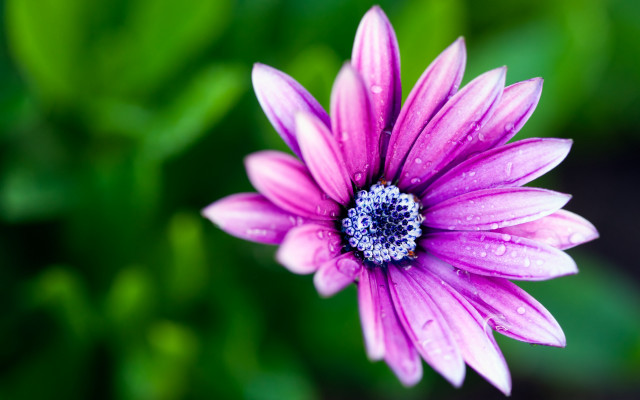 Purple flower blue center green #5 free wallpaper for desktop - medium preview image