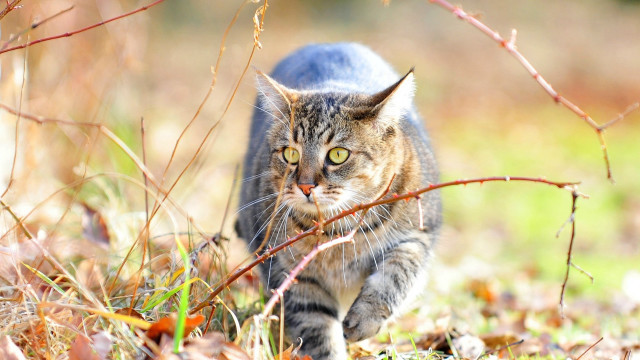Cat field leaves fishing leash free wallpaper for desktop - medium preview image