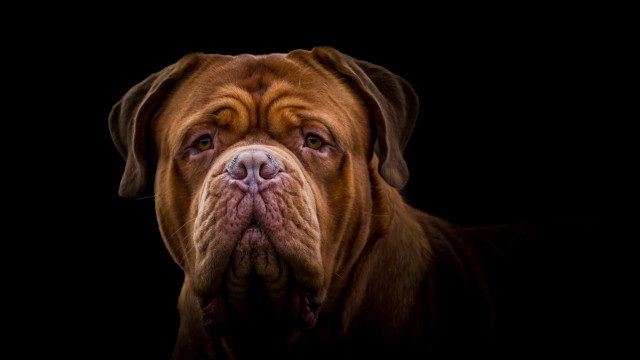 Large brown dog black background free wallpaper for desktop - medium preview image