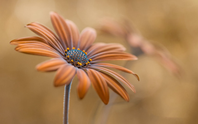 Daisy lily lotus white yellow free wallpaper for desktop - medium preview image