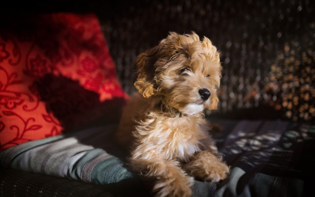 Small dog couch red pillow free wallpaper for desktop - medium preview image