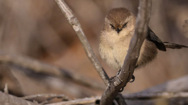 Small bird perched branch leaves #3 free wallpaper for desktop - medium preview image