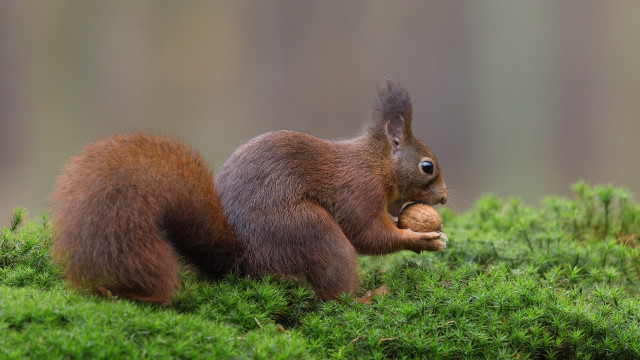 Squirrel eating nut mossy woods free wallpaper for desktop - medium preview image