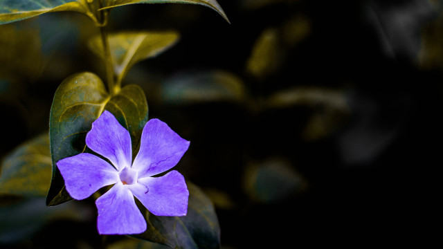 Purple flower green leaves black free wallpaper for desktop - medium preview image