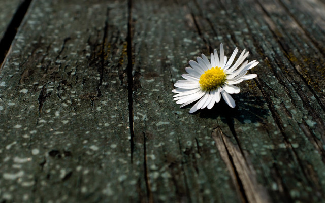Daisy wooden surface blurry background free wallpaper for desktop - medium preview image