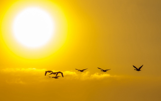 Birds sunset sky clouds plane free wallpaper for desktop - medium preview image