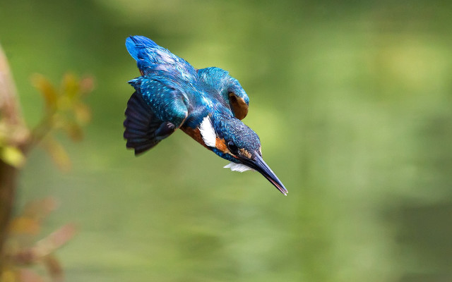 Blue bird flying white chest free wallpaper for desktop - medium preview image