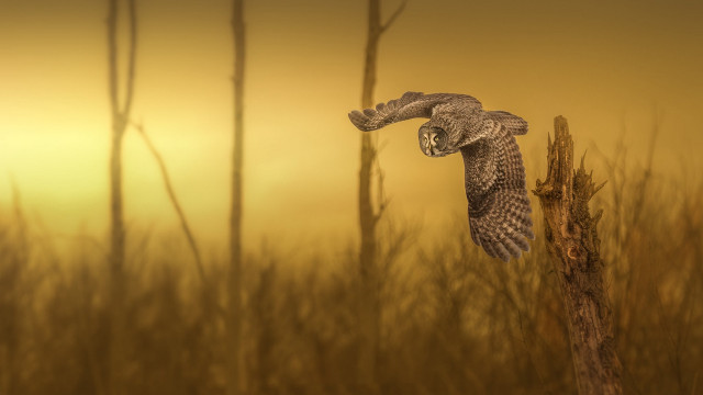 Bird flying tree branch tall free wallpaper for desktop - medium preview image