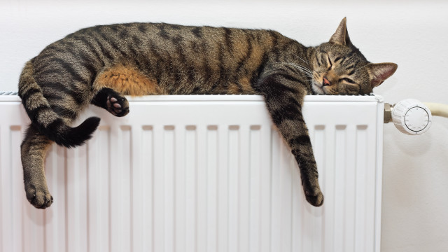 Black cat radiator wall heater free wallpaper for desktop - medium preview image