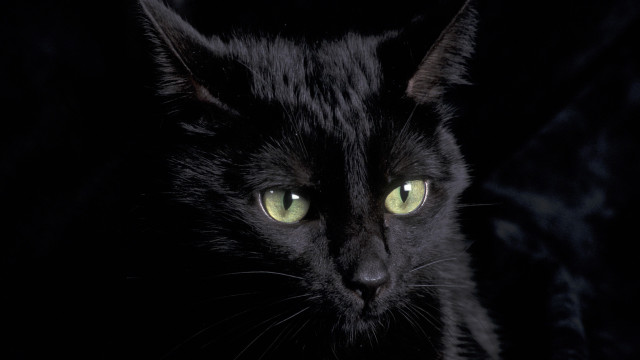 Black cat green eyes gothic #8 free wallpaper for desktop - medium preview image