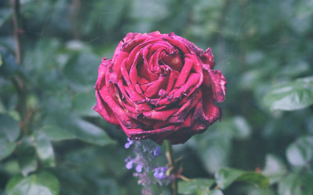 Red rose green leaves blurry #6 free wallpaper for desktop - medium preview image