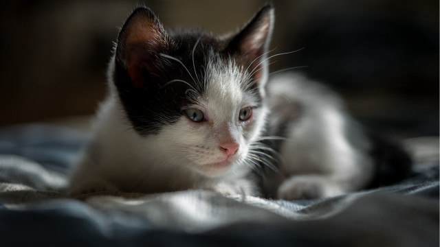 Black white kitten bed blanket free wallpaper for desktop - medium preview image