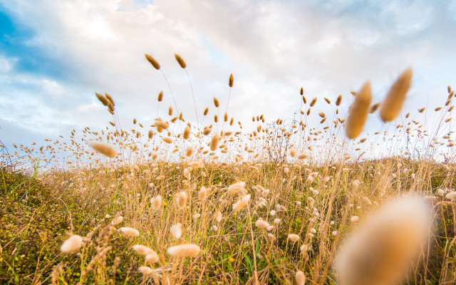 Field grass autumn sky clouds free wallpaper for desktop - medium preview image