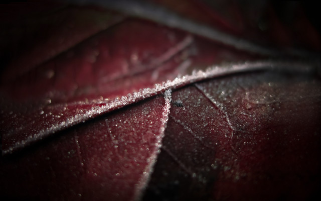 Leaf water drops macro night free wallpaper for desktop - medium preview image