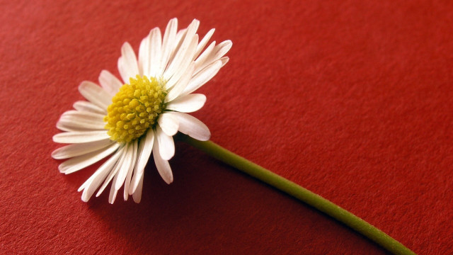 White flower red surface green free wallpaper for desktop - medium preview image