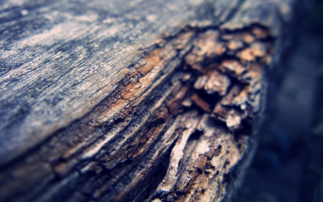 Tree trunk closeup bark hole free wallpaper for desktop - medium preview image
