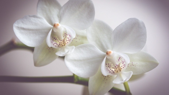 White flowers purple background macro free wallpaper for desktop - medium preview image