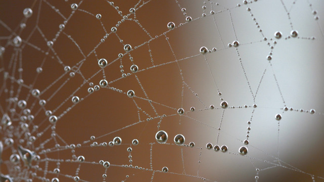Spider web water drops gothic free wallpaper for desktop - medium preview image